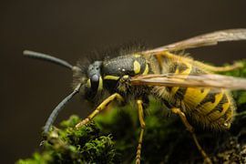 wesp op stukje  mos sur mick agterberg