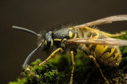 wesp op stukje  mos