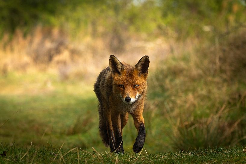 Jagender männlicher Fuchs am frühen Morgen. von Wouter Van der Zwan