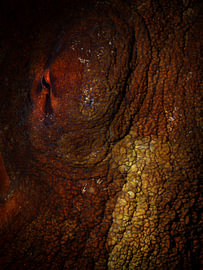 Octopus sp. von Enak Cortebeeck