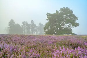 Sonnenaufgang über einer Heidelandschaft auf der Veluwe