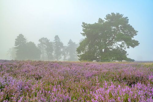 Zonsopgang boven een heidelandschap op de Veluwe