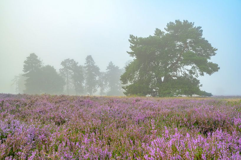 Sunrise over a heather landscape at the Veluwe by Sjoerd van der Wal Photography