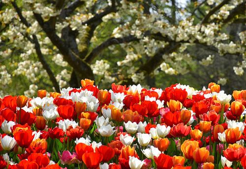 Een boeket bloemen in de tuin