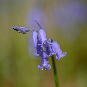 Blauen Waldhyazinthen