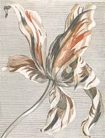 Abstrakte Tulpe mit Linien