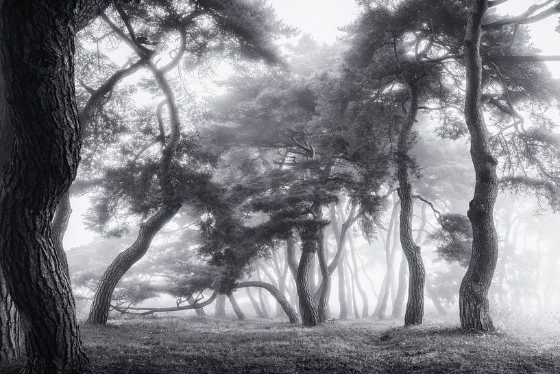 Dancing Trees by Tiger Seo