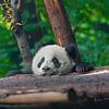 Portret van een reuzen panda beer van Chihong