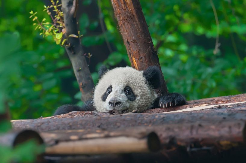 Portrait of a giant panda bear by Chi