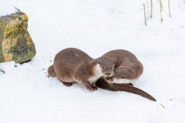 Otter von Aalt van Tongeren