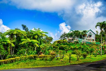 Het Grand Etang National Park is een natuurreservaat in Grenada van Andreas Völkel