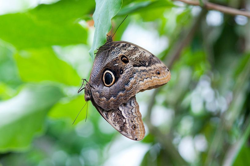 Butterfly love by Ivonne Fuhren- van de Kerkhof