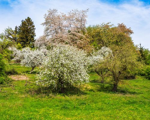 Landschap in de lente met een bloeiende boom