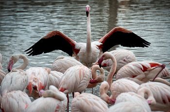 meer dan 400 flamingo's 