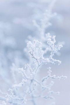 Takje bedekt met ijs | Winter Natuur Foto | van Marika Huisman⎪reis- en natuurfotograaf