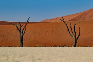 Deadvlei, Namibie sur Menso van Westrhenen