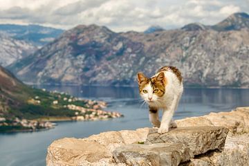 Cat walk above Kotor bay by Katho Menden
