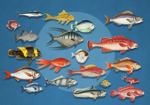 Something Fishy Going On - 3D