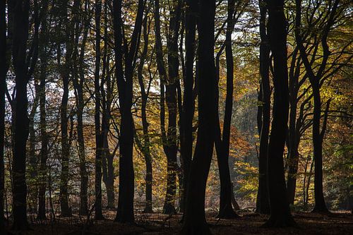 silhouetten in de herfst