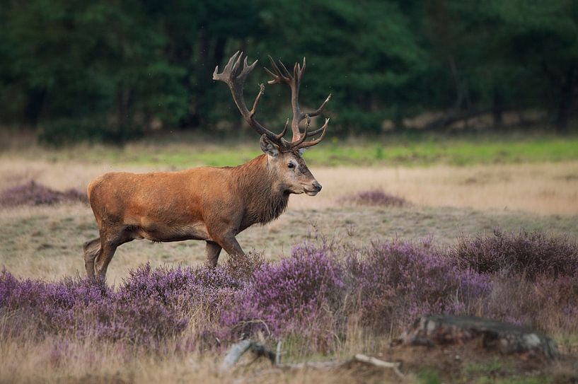 Edelhert Hoge Veluwe van Dick van Duijn