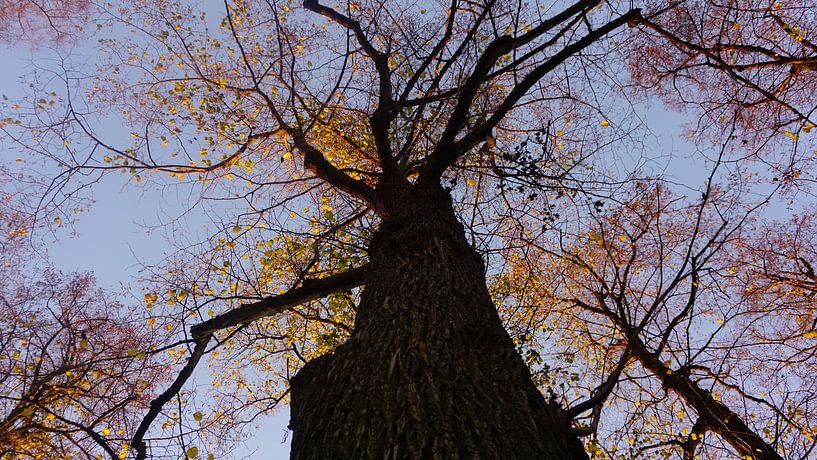 De herfst. van fotograaf chaimaa