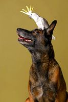 Hund Porträt