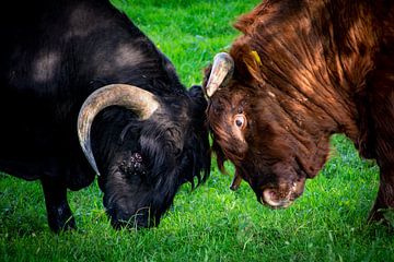 Krachtmeting Tussen Schotse Hooglanders in de Broekpolder van FotoGraaGHanneke