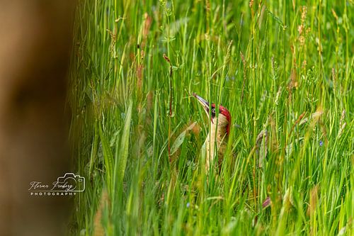 Pic vert avec une proie pour les fourmis - dans un verger
