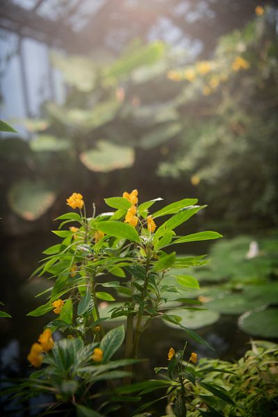 Sea of flowers and leafy magic: a visual feast of botany by Lena Remmert