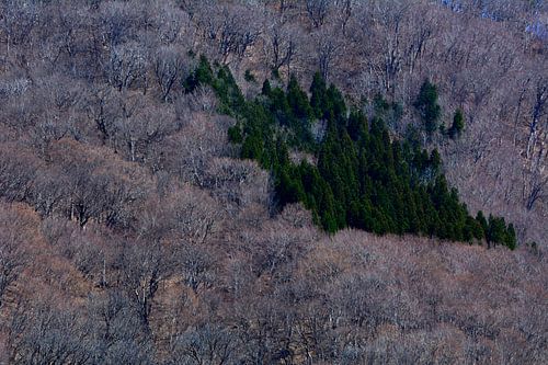 LENTE IN JAPAN 15