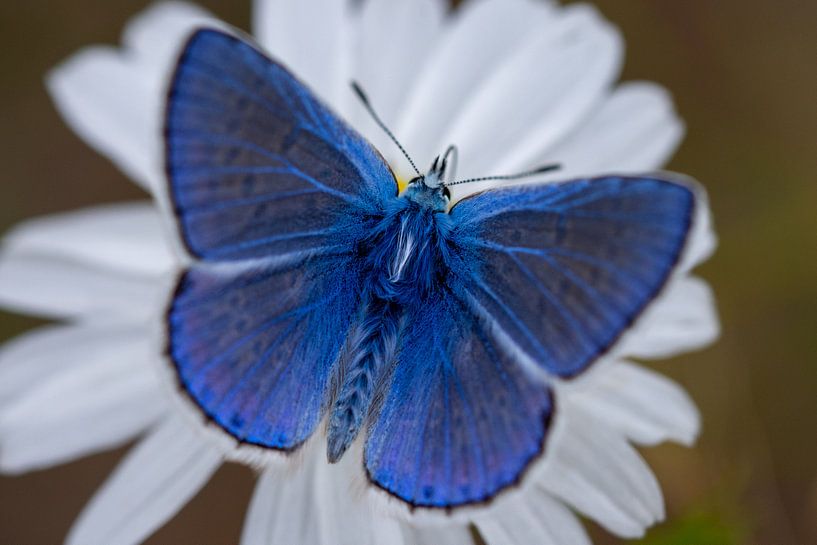 Icarusblauwtje van Peter Deschepper