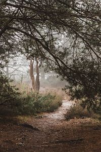 Belle vue sur les landes sous les conifères sur Merlijn Arina Photography