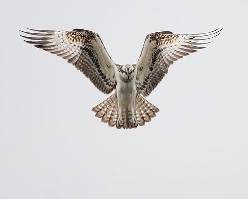 Biddende Visarend in de Bemmelse Waard, Gelderland, Nederland.