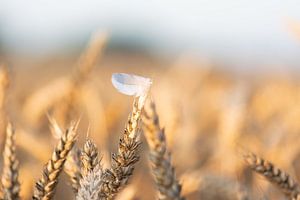 Feder im Weizen von Tania Perneel