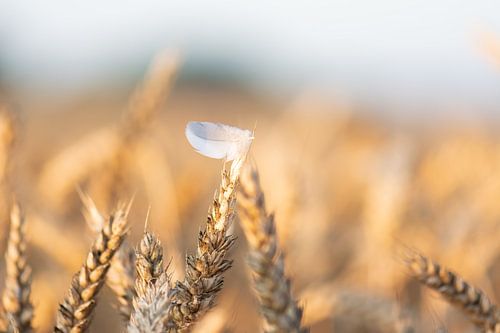 feather in the wheat