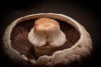 Details of a chestnut mushroom