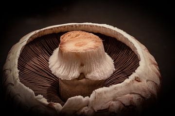 Details van een kastanje champignon van Irene Ruysch