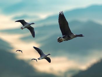 The flight of the wild geese