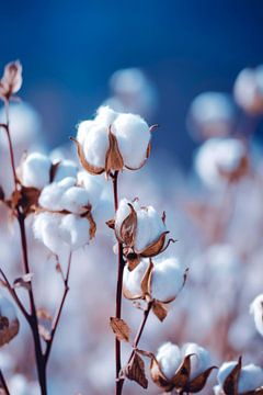 Soft Cotton by Treechild