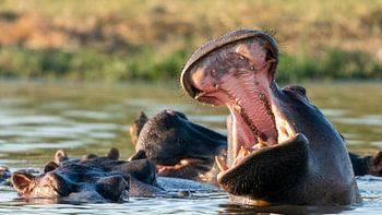Hippo pulls its mouth wide open