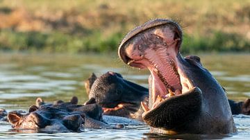 Nijlpaard trekt zijn bek helemaal open van Johannes Jongsma