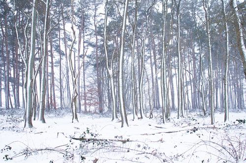Besneeuwde bomen