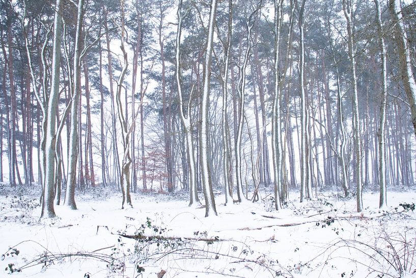 Snowy trees by Maaike Munniksma