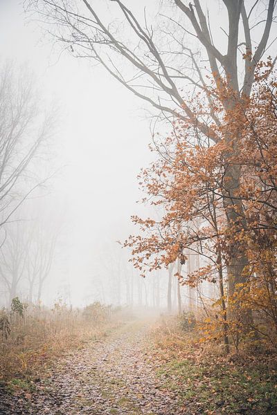 Märchenhafte Atmosphäre im Wald von Petra Brouwer