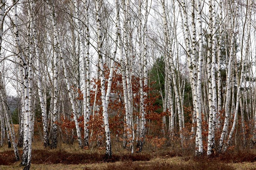 Birkenwald von Thomas Jäger