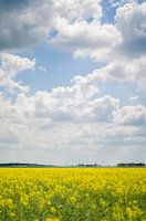 Earth and sky