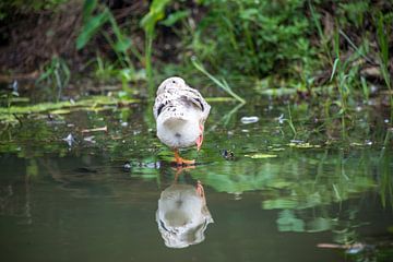 Bird on water van Bram de Muijnck