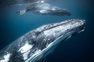 Mother and calf... beautiful! van Koen Hoekemeijer