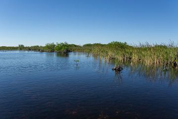 Verenigde Staten, Florida, Zaaggras en mangrovebomen in het water in de everglades van adventure-photos
