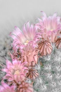Cactus met lichtroze bloemen.